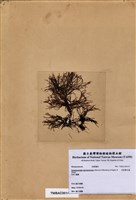 藏品(苔狀雞毛藻)的圖片